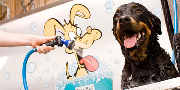 employee washing dog