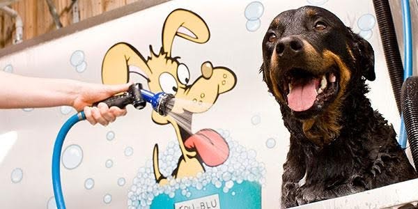 Dogwash at zoom carwash